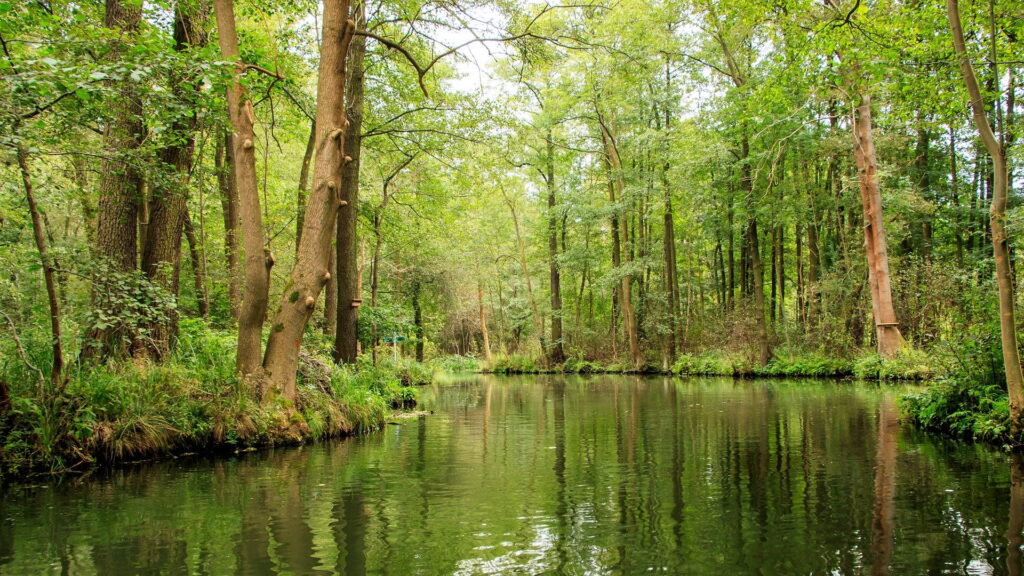 Der Spreewald mit seinen vielen Kanälen.